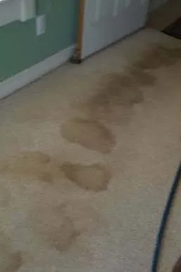 Stained carpet before professional cleaning