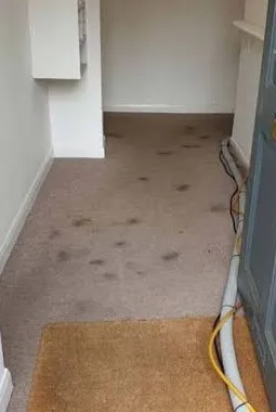 Pet-stained carpet before professional cleaning